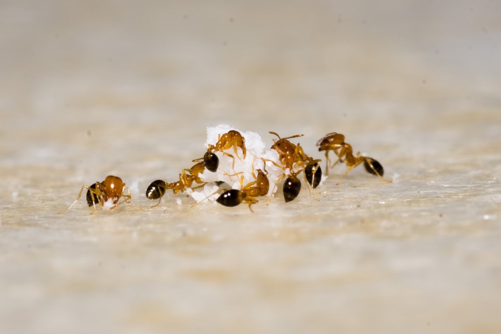 Mravenci nesou rýži
