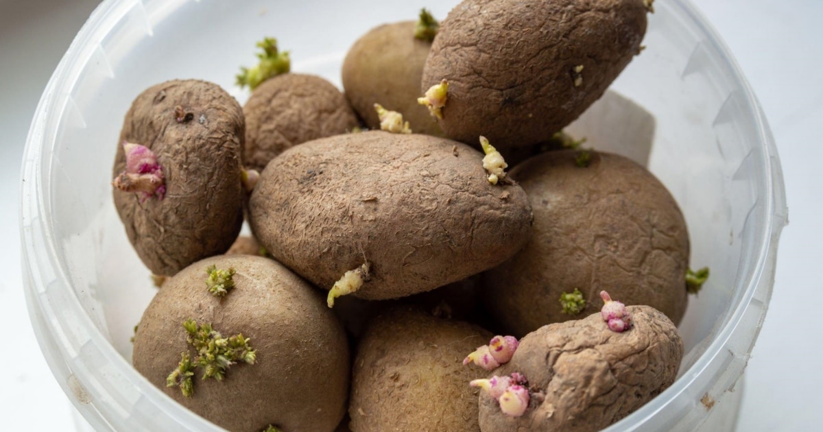 Je hloupost vyhazovat bramborové klíčky. Na zahradě mají své místo