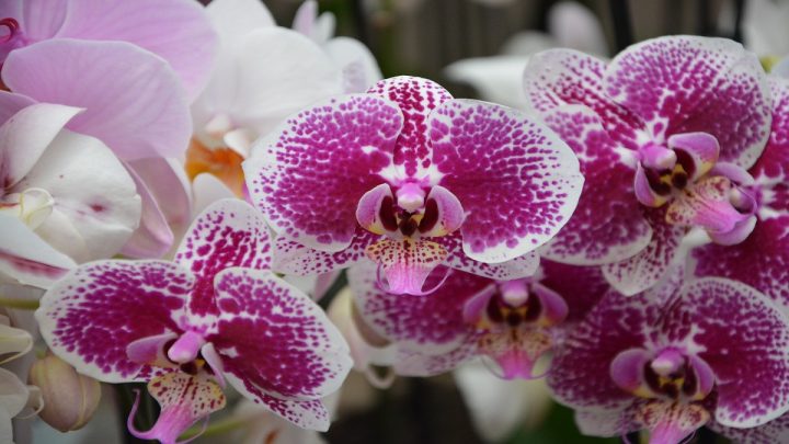 Rozkvetlá orchidej