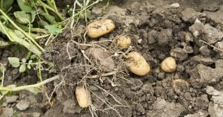 Pěstování brambor a kukuřice v Česku možná zvoní umíráček. Vláda přišla s přísnými protierozními opatřeními