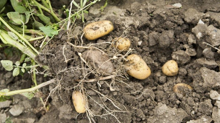 pěstování brambor