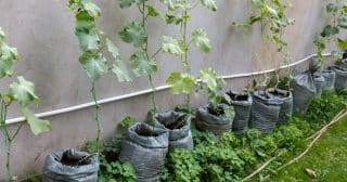 Bohatá úrodu okurek se dá vypěstovat i na 1 m². Navíc k tomu není potřeba ani zahrada, chytnou se i na balkóně