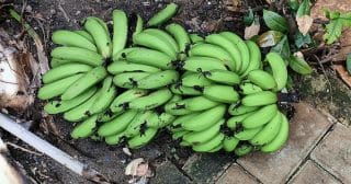 pestovat banany zelene plody