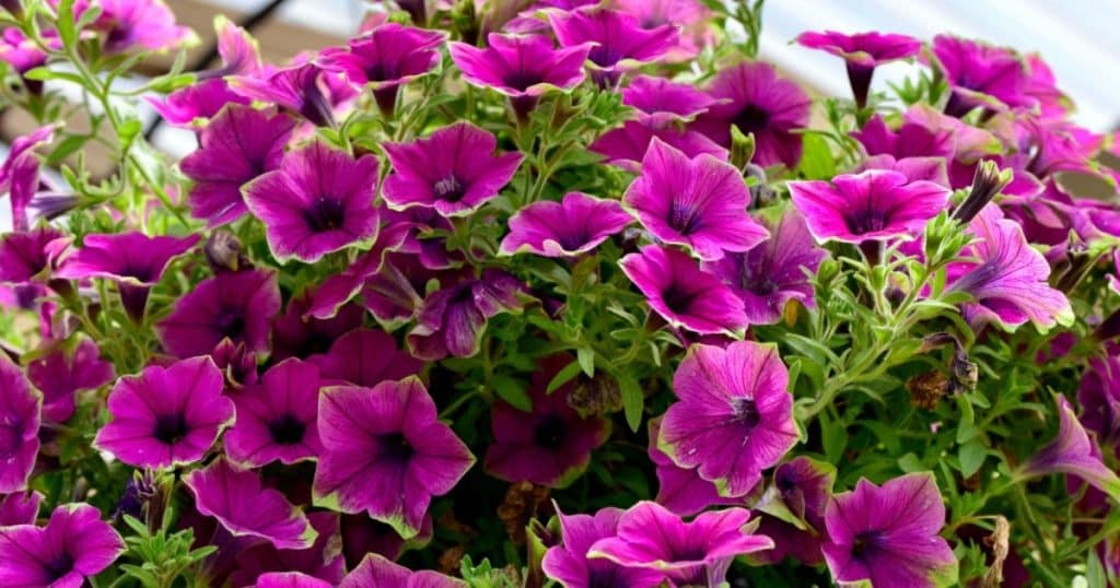 supertunia fialove kvety