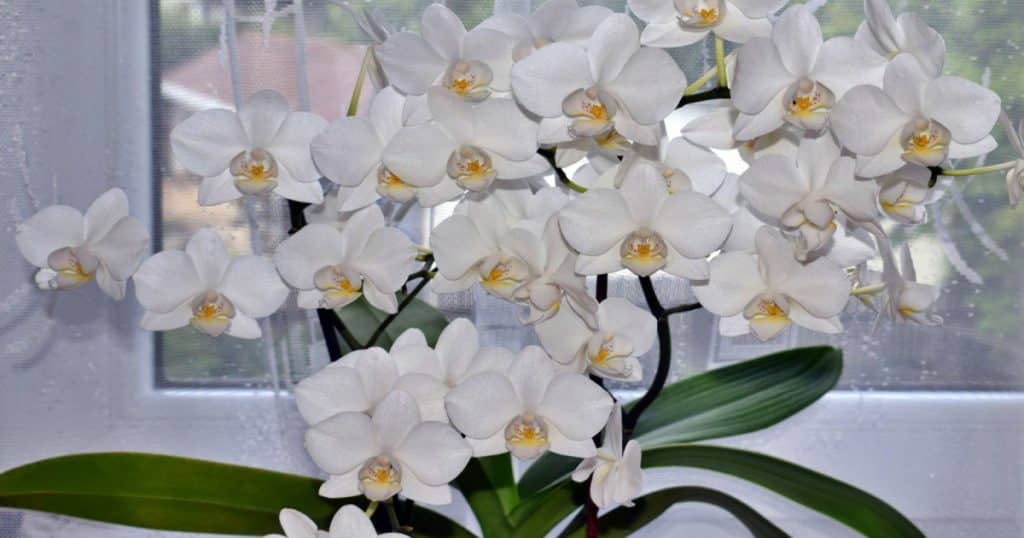 zaplava kvetu orchidej
