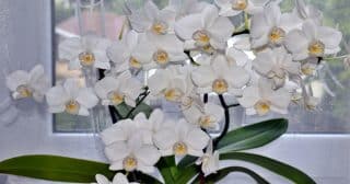 Orchidej zaplaví domácnost květy. Rýže je pro ni hotová spása