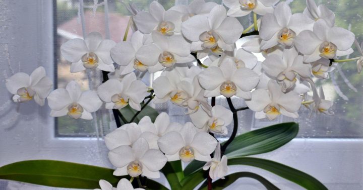 zaplava kvetu orchidej