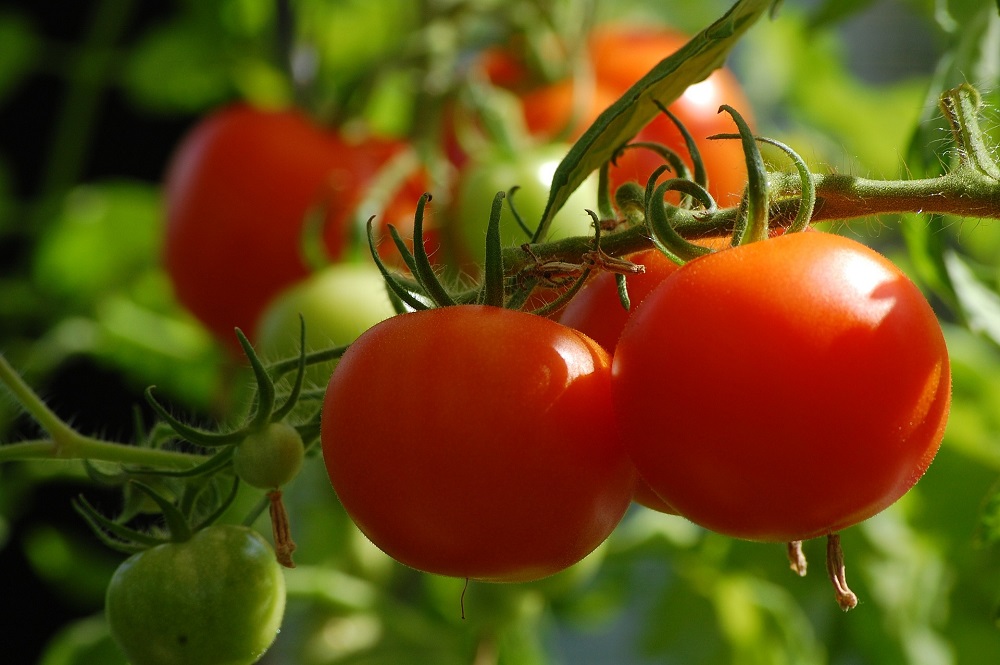 Zdravá zrající rajčata