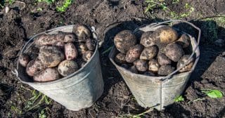Pěstování brambor na turecký způsob: Jeden keř vynese až 5 kilo, vyžaduje přitom minimální péči