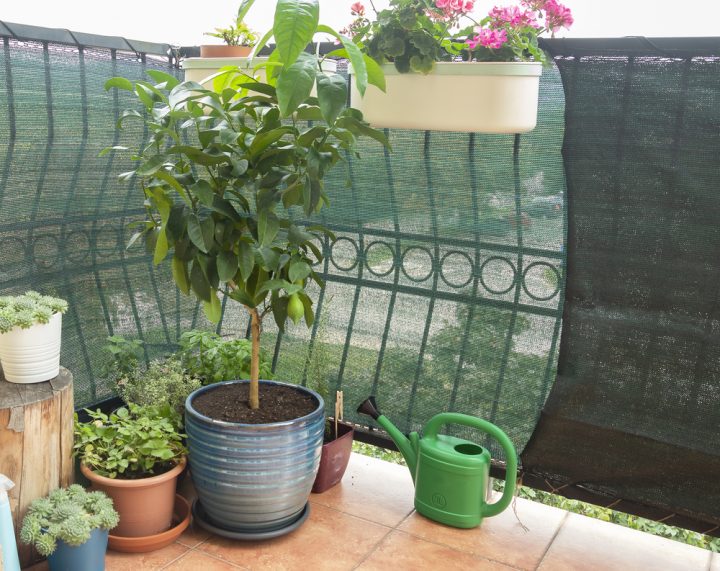 citronovnik pestovani balkon
