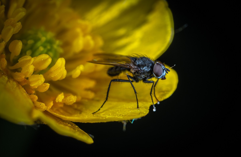 moucha na květině