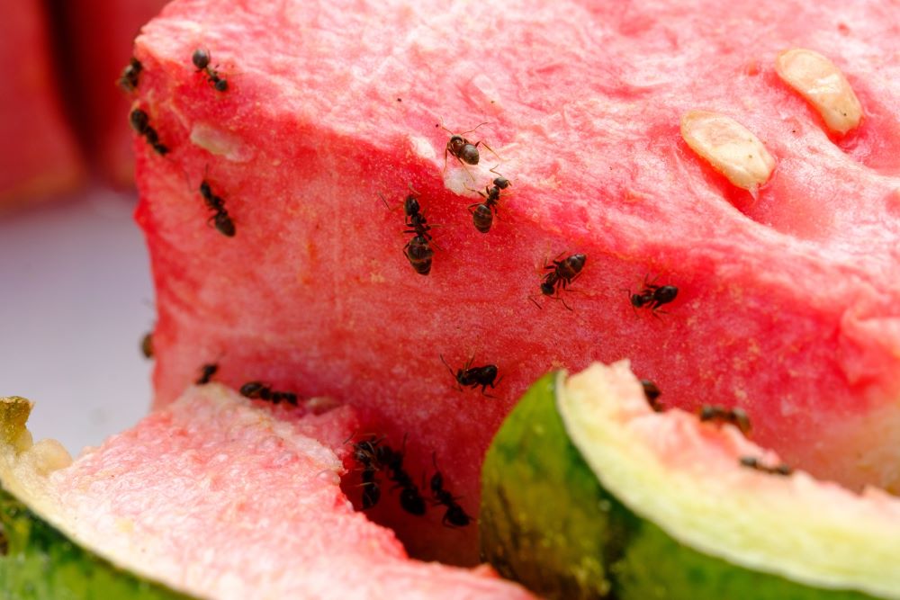 Mravenci na melounu
