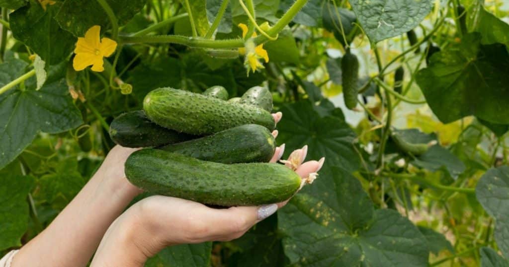 Pohnojte okurky droždím, budete příjemně překvapeni výsledkem