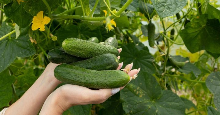 Pohnojte okurky droždím, budete příjemně překvapeni výsledkem