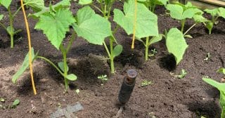 „Sousedi“, které okurky nemají rády: Blízkost rajčat může zničit celou úrodu