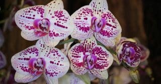 orchidej bilofialove kvety