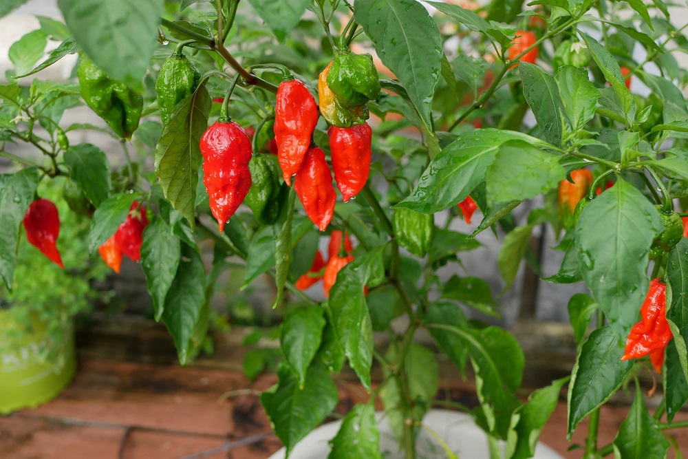 papriky pěstované na balkoně
