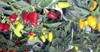 Maďarská hospodyňka pěstuje papriky a rajčata vertikálně. Její metoda zabere minimum místa