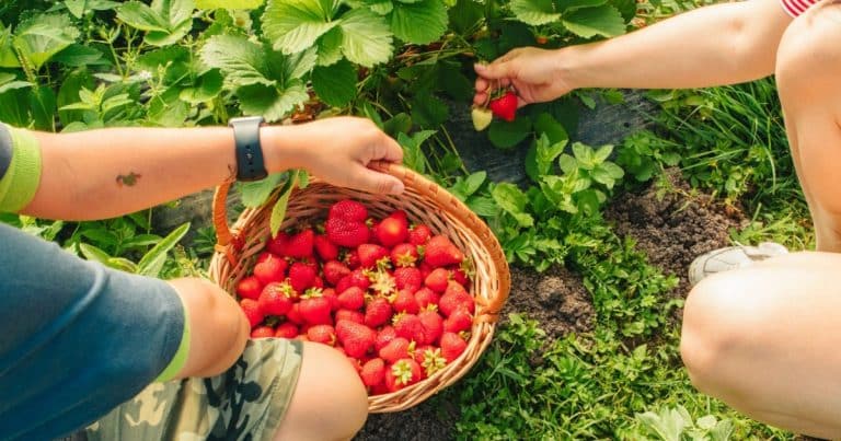 „Sousedi“, kteří dopomůžou k maximální úrodě jahod: Skvělou volbou je červená řepa či hrášek