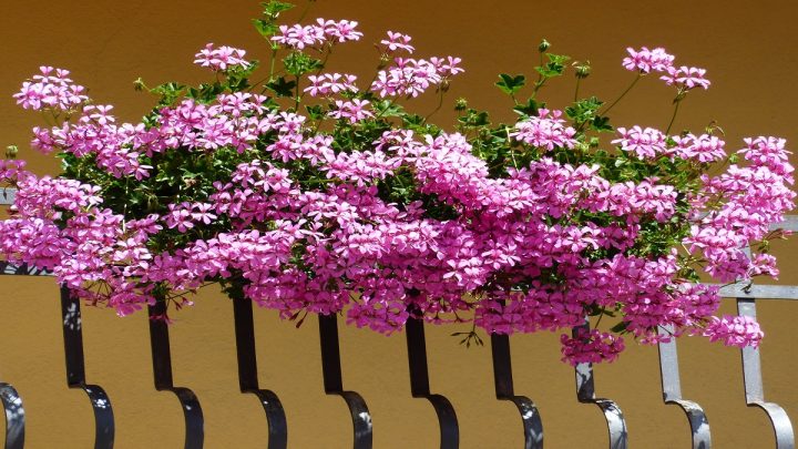 Převislé muškáty na balkoně