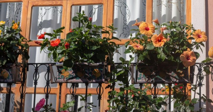 rostliny balkon hneda okna