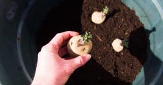 K pěstování brambor stačí 1 m² a 1 koupená brambora