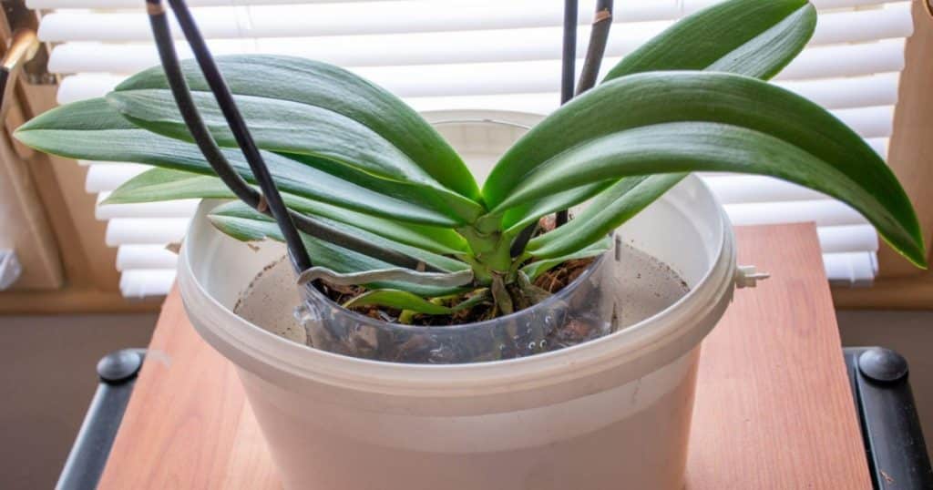 listy orchideje