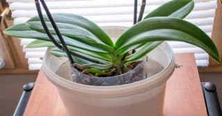 Jak omladit orchidej: Rostlinka potřebuje „fázi klidu“. Před ní je potřeba koupel a vysušení kořenů