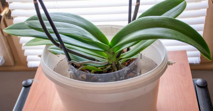 listy orchideje
