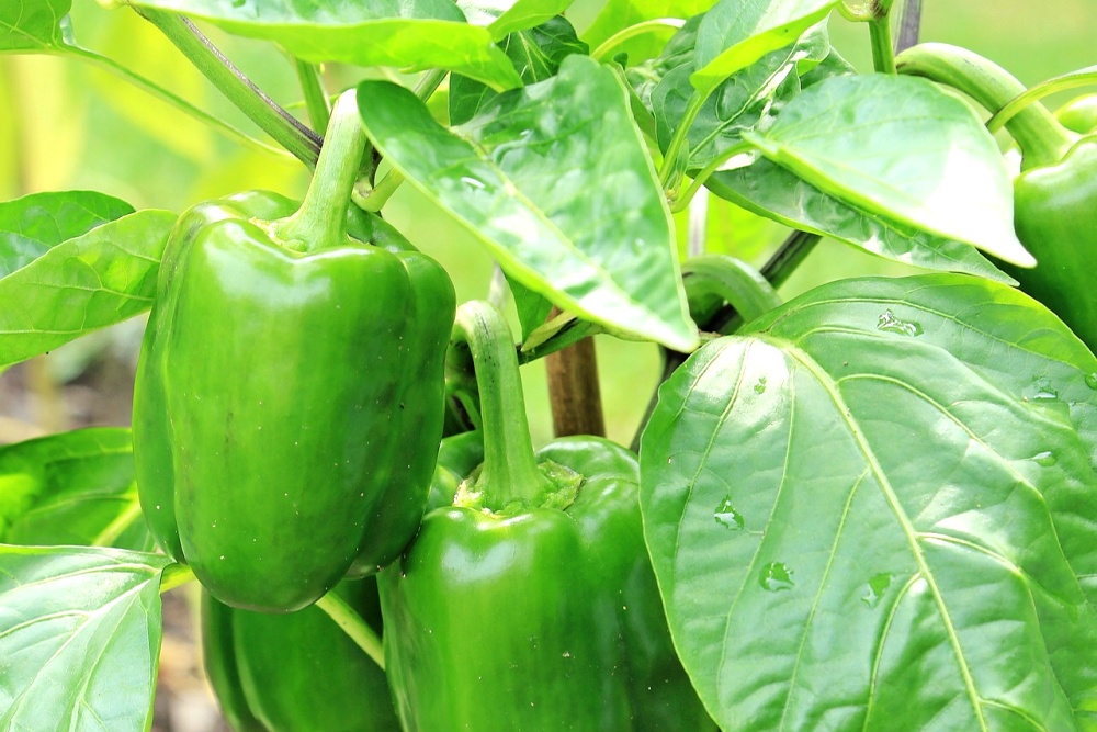 Zelené papriky na keříku