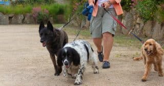 Jak odnaučit psa tahání na vodítku: Je potřeba mu dát jasně najevo, kdo procházku vede