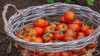Cesta za velkou úrodou rajčat: Zálivka je zásadní. Kus práce odvedou vylouhované kopřivy