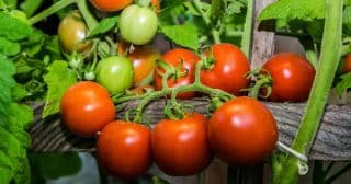 4 triky, jak dosáhnout velké a chutné úrody rajčat: Nádoba s vodou proti ptákům a hnojení kypřicím práškem