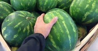 Podle čeho v obchodě poznat nejlepší meloun: Pavučina na slupce znamená, že bude sladký; suchá stopka značí zralost