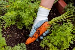 Hnojení mrkve pro velkou a sladkou úrodu: Chemické přípravky by se měly střídat s lidovými recepty