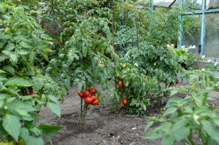 rajčata na zahradě