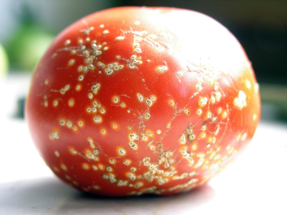 Bakteriální rakovina rajčat