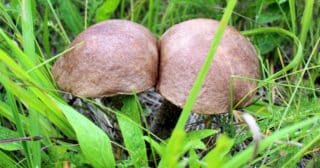 houby dvojcata trava