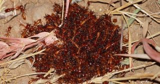 hromada mravenci