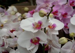 Kvetoucí orchideje