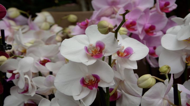 Kvetoucí orchideje