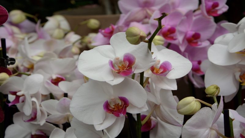 Kvetoucí orchideje