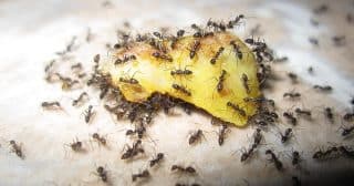 Jak vyhubit mravence jedním šmahem: Levná metoda pomocí mouky