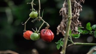 Jak porazit bakteriální vadnutí rajčat: Měď ho zlikviduje za 10 dní