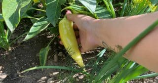 Hnojivo, které nic nestojí, ale papriky se za něj bohatě odvděčí: Směs vody, cibulových slupek a popela