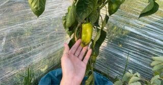 Proč jsou plody papriky malé a zkroucené: Na vině může být nedostatek výživy i nekvalitní semena