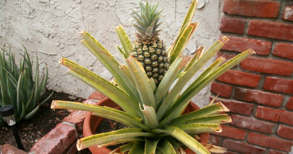 pestovat ananas kvetinac
