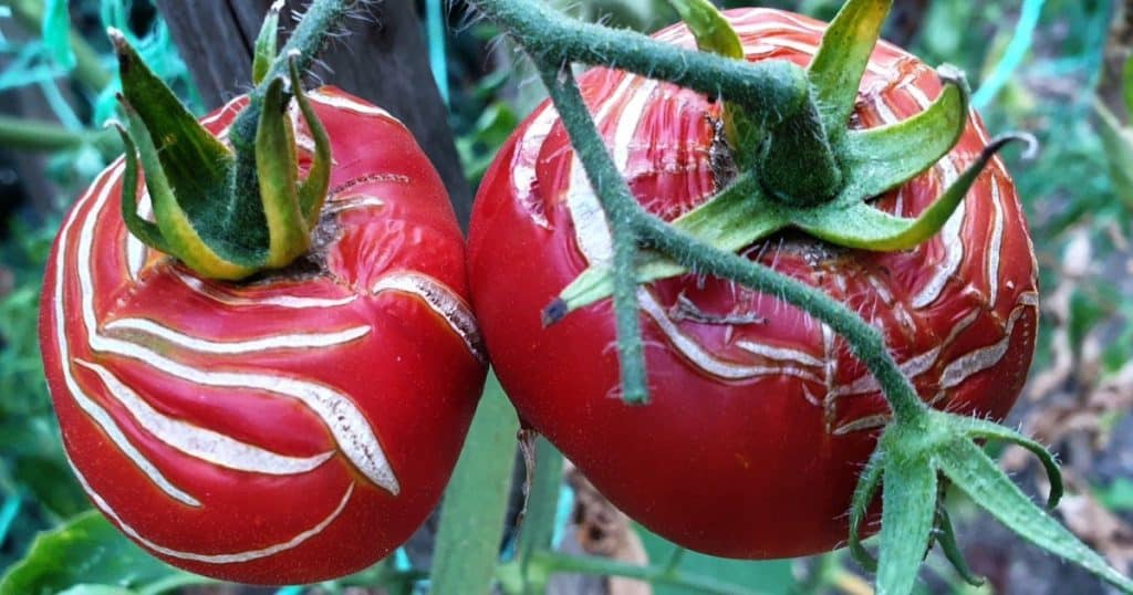 popraskana rajcata kerik