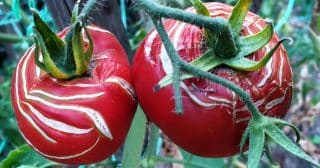 Proč rajčata praskají aneb I nadbytečné hnojení může být na škodu