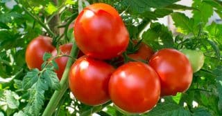 Jak hnojit rajčata během zrání, aby byla plná chuti: Infuze z popela